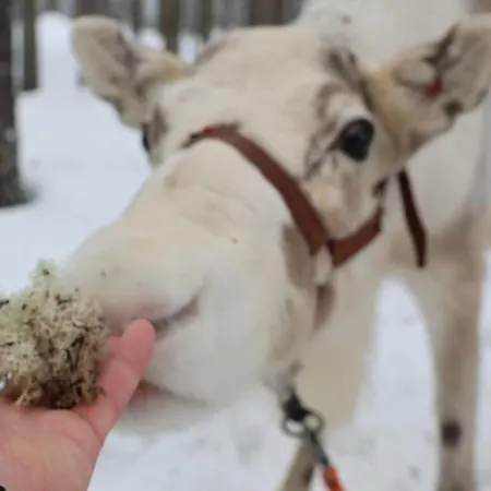 Szálloda Kelo - Northern Lights And Wilderness Adventures In Kittilae