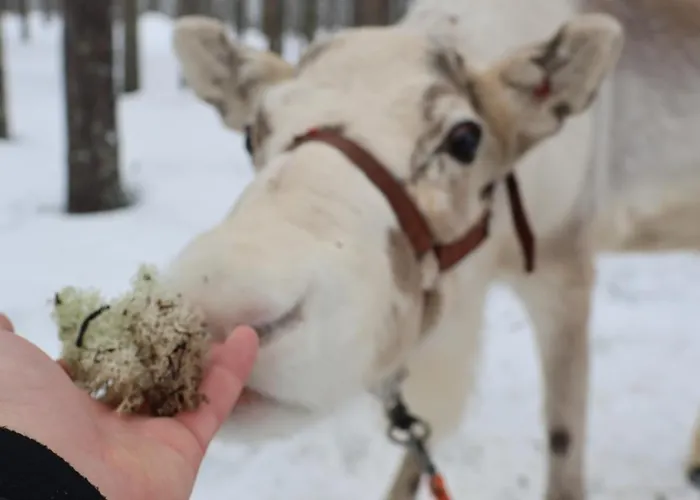 Hotelli Kelo - Northern Lights And Wilderness Adventures In Kittilae